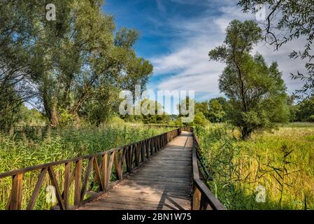 Wildwasser Lilie Promenade, Promenade über Donau Auen Feuchtgebiete im Kopacki Rit Naturpark, in der Nähe von Osijek, Slawonien, Kroatien Stockfoto