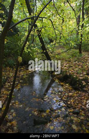 Waldgebiet auf dem Anwesen des Traquair House, Scottish Borders Stockfoto