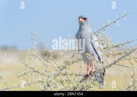 Blasser Gesang Habicht (Melierax canorus), Erwachsener in Akazie, Etosha Nationalpark, Namibia. Stockfoto