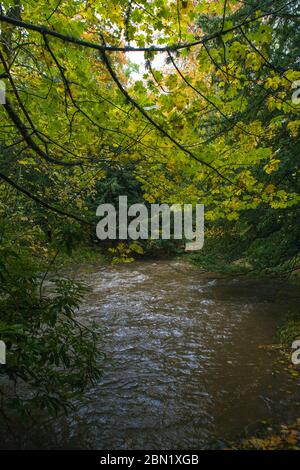 Waldbach (Quair Water) auf dem Anwesen des Traquair House, Scottish Borders Stockfoto
