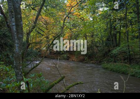 Waldbach (Quair Water) auf dem Anwesen des Traquair House, Scottish Borders Stockfoto