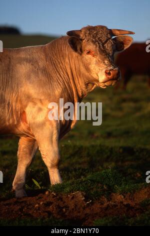 Vertikale Aufnahme eines Bullen Aubrac in einem Feld in der Region Aubrac, Frankreich Stockfoto