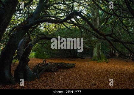 Waldgebiet auf dem Anwesen des Traquair House, Scottish Borders Stockfoto