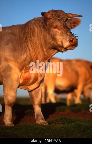 Bulle Aubrac auf einem Feld in der Region Aubrac, Aveyron. Frankreich Stockfoto