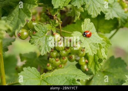 Zweige der schwarzen Johannisbeere mit unreifen Beeren und einem Marienkäfer auf einem Blatt mit verschwommenem natürlichen Hintergrund. Garten bei sonnigem Tag. Stockfoto