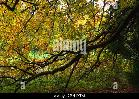 Buche am Ufer von Quair Burn, Traquair Estate, Scottish Borders, UK Stockfoto