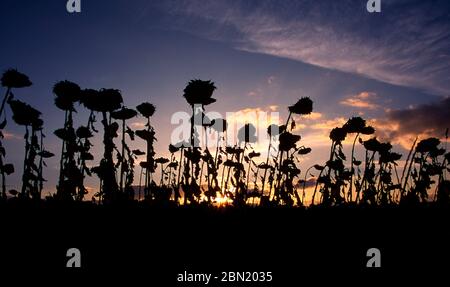 In der Nähe von Sun-dried Sunflower Köpfe bei Sonnenuntergang, Auvergne, Frankreich Stockfoto