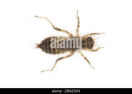 Gemeiner Darter , Sympetrum striolatum, Nymphe auf weißem Hintergrund, Nottingham, Mai Stockfoto