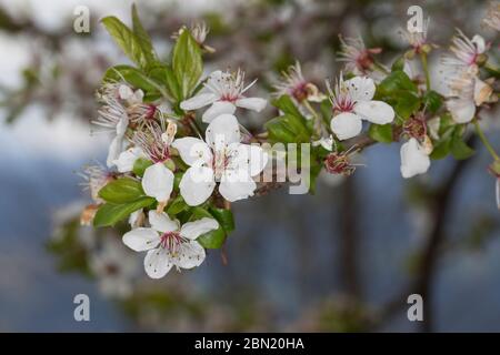 Kirschpflaume, Kirsch-Pflaume, Myrobalane, Türkenkirsche, Wildpflaume, Wildobst, Obst, Prunus cerasifera, Prunus cerasifera subsp. Myrobalana, Prunus Stockfoto