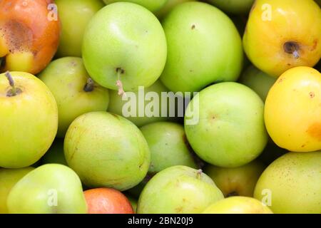 Mikro-Bild von f jujube Früchte Hintergrund Thema Stockfoto