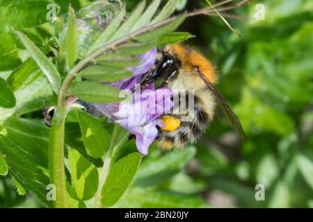 Ackerhummel, Acker-Hummel, Hummel, Weibchen, Pollenhöschen, Bombus pascuorum, Bombus agrorum, Megabombus pascuorum floralis, Karderbiene, Karder Stockfoto