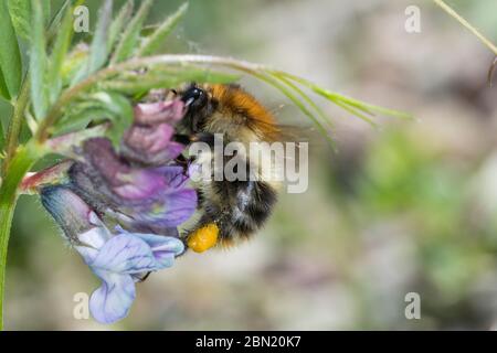 Ackerhummel, Acker-Hummel, Hummel, Weibchen, Pollenhöschen, Bombus pascuorum, Bombus agrorum, Megabombus pascuorum floralis, Karderbiene, Karder Stockfoto