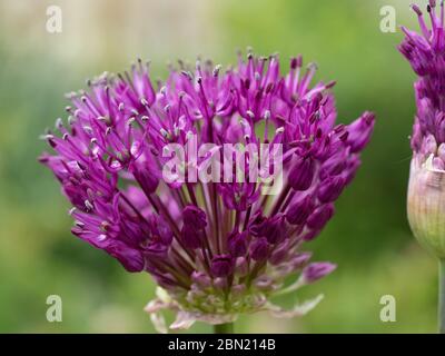 Eine Nahaufnahme eines einzelnen Blütenkopfes von Allium Purple Sensation Stockfoto