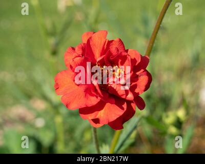 Eine Nahaufnahme einer einzigen roten zerzauste Blume von Geum rivale Frau Bradshaw Stockfoto