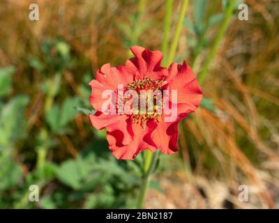 Eine Nahaufnahme einer einzigen roten zerzauste Blume von Geum rivale Frau Bradshaw Stockfoto