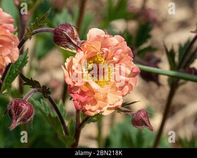 Eine Nahaufnahme der aprikosenfarbenen Blume von Geum rivale Mai Tai Stockfoto