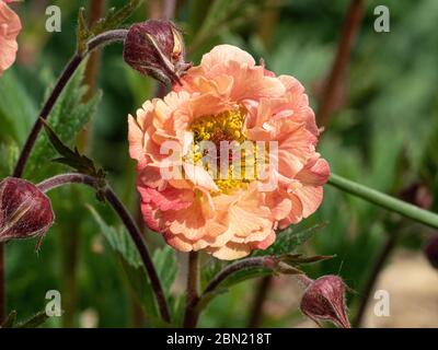 Eine Nahaufnahme der aprikosenfarbenen Blume von Geum rivale Mai Tai Stockfoto