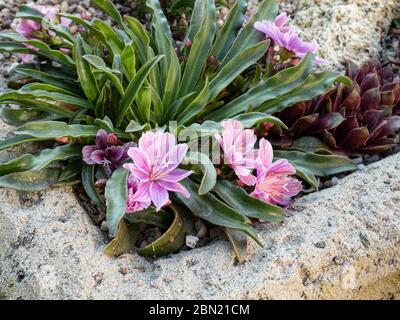 Eine Pflanze von Lewisia Little Plum, die in der Ecke eines Trogggartens blüht Stockfoto