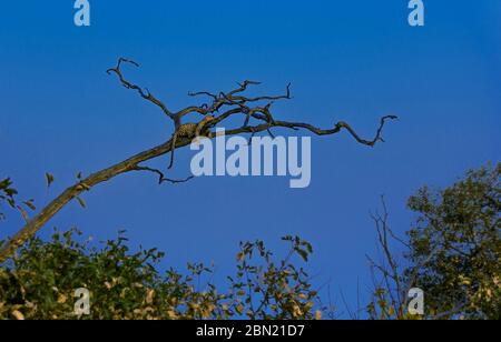 Junger Leopard, der sich auf dem Baum im Chobe Nationalpark ausruht Stockfoto