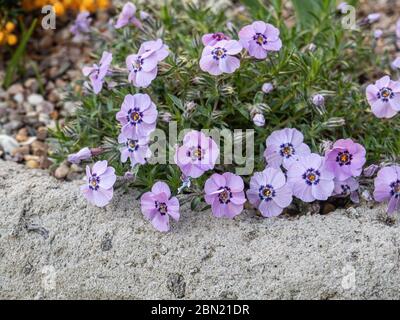 Eine Pflanze von Phlox douglasii 'Boothmans Variety' wächst an der Ecke eines Troggggartens Stockfoto