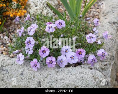 Eine Pflanze von Phlox douglasii 'Boothmans Variety' wächst an der Ecke eines Troggggartens Stockfoto