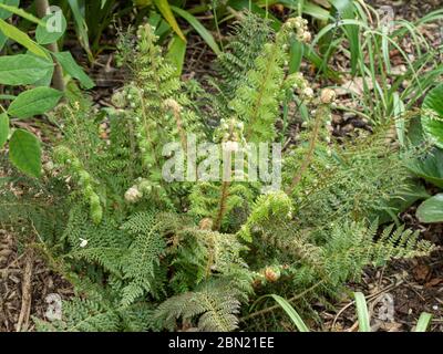Eine gut gewachsene Pflanze der Gruppe Polystichum setiferum Acutilobum, die im Frühjahr neue Wedel entrollt Stockfoto