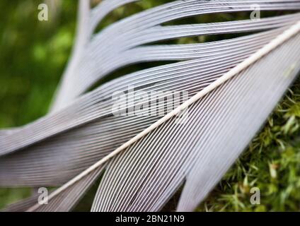 Eine Vogelfeder ruht auf einem Moosbett in einem Wald. Stockfoto