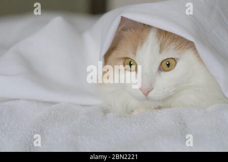 Eine weiße beige Katze gucken unter den Deckeln hervor. Nahaufnahme auf weißem Hintergrund. Bettdecke Haus Stockfoto