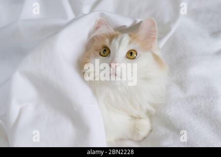 Eine weiße beige Katze gucken unter den Deckeln hervor. Nahaufnahme auf weißem Hintergrund. Bettdecke Haus Stockfoto