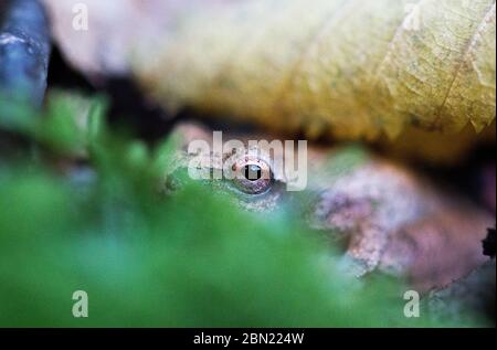 Unter einem Blatt und hinter Moos versteckt sich im Yale Preserve in Woodbridge, CT, USA, ein Frühlingsfrosch (Pseudacris crucifer) Stockfoto