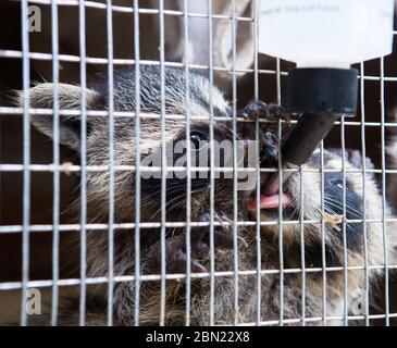 Zwei junge Waschbären trinken aus einer Wasserspender-Flasche in einem Freigehege in einem Wildtierrehabberheim in Massachusetts, USA Stockfoto