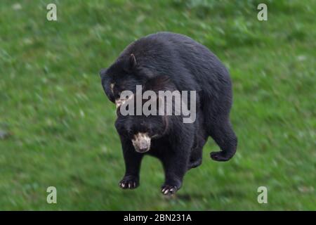 Zwei schöne Bären umarmen sich und spielen zusammen Stockfoto