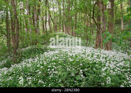 Bärlauch (Ramsons, Allium ursinum) blühend in Tom Wood, Charlesworth, Derbyshire. Stockfoto