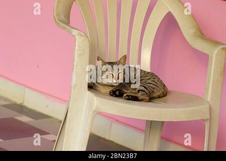 Eine Katze zu Hause auf weißen Stuhl aus Kunststoff mit schwarzen und grauen Murmeln Hintergrund Thema Stockfoto
