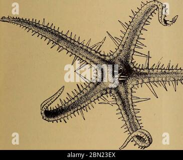 'Science des Meeres. Ein elementares Handbuch der praktischen Ozeanographie für Reisende, Segler und Segler (1912) Stockfoto