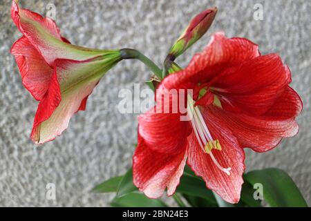 Rote Amaryliis mit langen weißen Staubgefäßen und grünen Blättern, rote Amaryllis mit grauem Wandhintergrund, rote Blumen mit Knospe Makro, Blumenfoto, Makrofoto Stockfoto