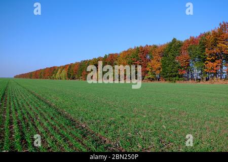 Grünes Weizenfeld mit Herbstbäumen und blauem Himmel im Hintergrund Stockfoto