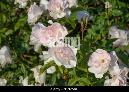 Blühender Busch von weiß-rosa Rosen schließen sich auf einem Hintergrund von grünem Laub Stockfoto