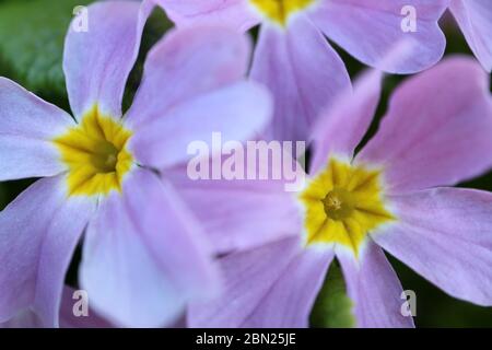 Lila Primula mit weichen Blütenblättern, gelbe Staubblätter und grüne Blätter, lila primula im Garten, lila Blumen, Frühlingsblumen Makro, Blumenfoto, Schönheit i Stockfoto