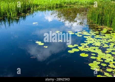 Sumpf mit Seerose am Mittag, Wolken spiegeln sich im Wasser Stockfoto