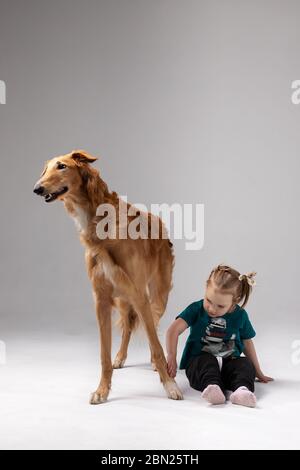 Barsoi mit Mädchen drinnen auf weißem Hintergrund im Studio, russischer Windhund Stockfoto