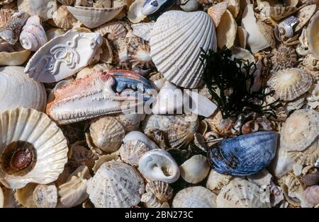 Nahaufnahme einer Auswahl an schönen gemischten Muscheln an einem schottischen Muschelstrand, Queens Bay, Isle of Colonsay, Schottland, Großbritannien Stockfoto