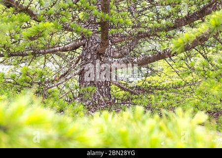 Nahaufnahme Zweig und Stamm der europäischen Silbertanne (Abies alba) Stockfoto