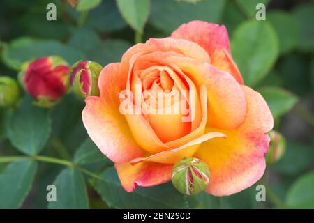 Rose Lady of Shalott eine Strauchrose mit aprikosenorange gefärbten Blüten, die im Mai 2020 in Großbritannien gesehen wurde Stockfoto