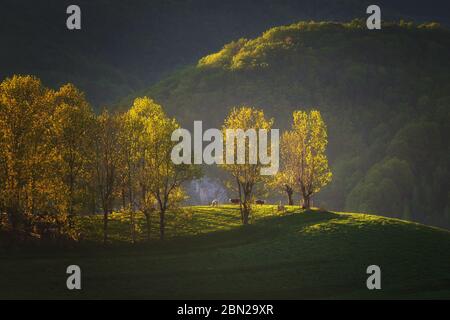 Sommersonnenaufgang im siebenbürgischen Dorf. Luftnebellandschaft in Siebenbürgen, bei Sonnenaufgang Stockfoto