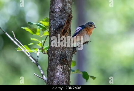Eastern Blue Bird am Lake Point Resort State Park Campingplatz Stockfoto