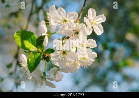 Eine Kirschblüte ist eine Blume vieler Bäume der Gattung Prunus. Die bekannteste Art ist die japanische Kirsche Prunus serrulata, die häufig ca. Stockfoto