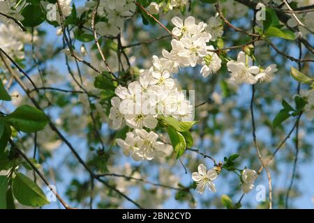 Eine Kirschblüte ist eine Blume vieler Bäume der Gattung Prunus. Die bekannteste Art ist die japanische Kirsche Prunus serrulata, die häufig ca. Stockfoto