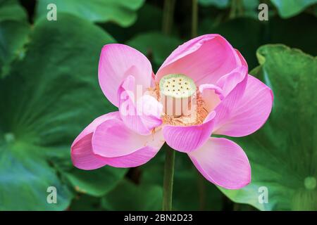 Arten von mehrjährigen krautigen Amphibien aus der Gattung Lotus (Nelumbo) der monotypischen Familie Lotus (Nelumbonaceae). Stockfoto