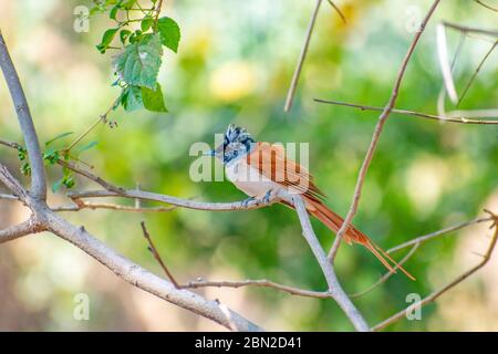 Indian Paradise Fliegenfänger (APFC, Terpsiphone paradisi) Vogel sitzt auf Baum mit isolierten grünen Hintergrund Stockfoto